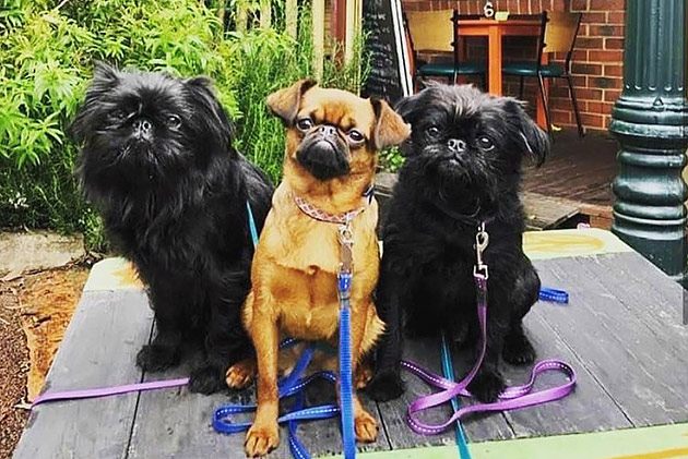 Three small dogs sitting close together on a wooden bench at Organic Circle Cafe