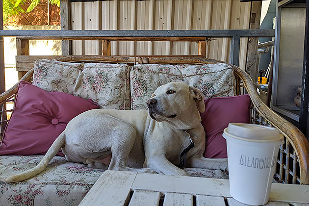 A Labrador lying on a cane lounge with cushions on it