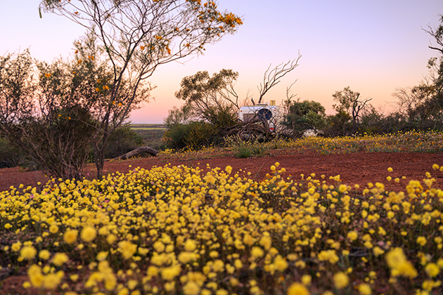 Field full of wildflowers