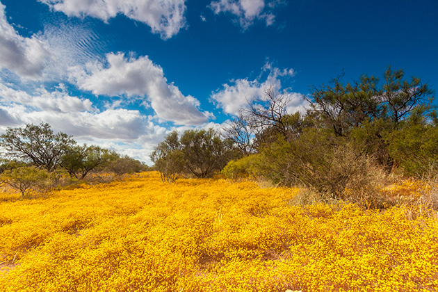 Field of yellow wildflowers