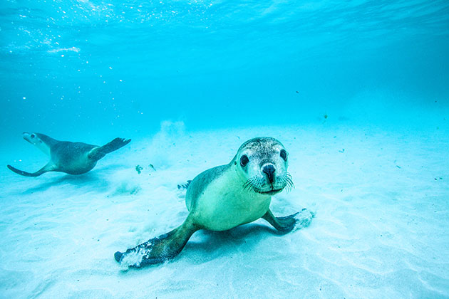 Sea lions underwater