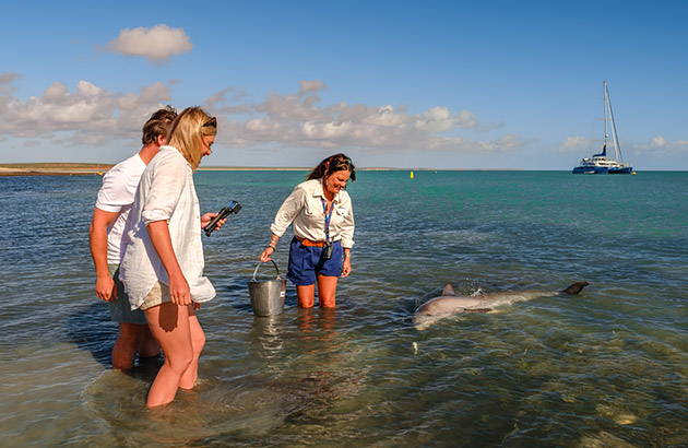 Three people feeding dolphins on the beach in Monkey Mia