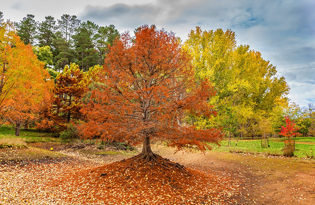 Golden Valley Tree Park