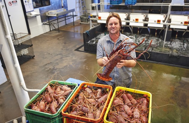 Man holding up large lobster in front of lobster display in Cervantes