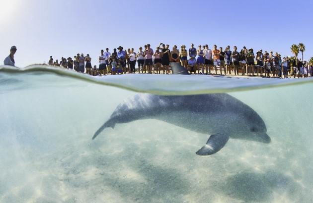Group of tourists watching dolphin playing in water at Monkey Mia