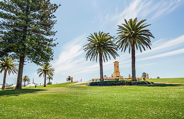 A grassy hill with large pine trees and palms