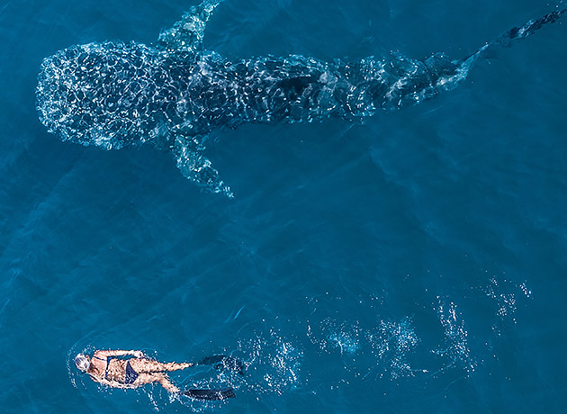 A woman swimming with a whale shark in Exmouth