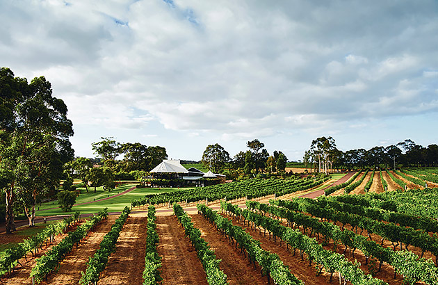 A vineyard in Margaret River