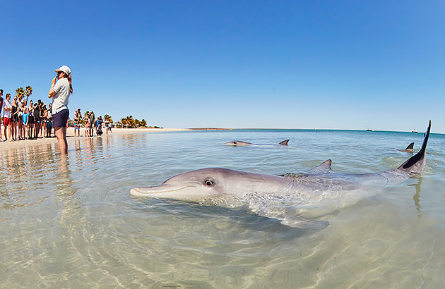 Dolphin feeding on the beach at Monkey Mia