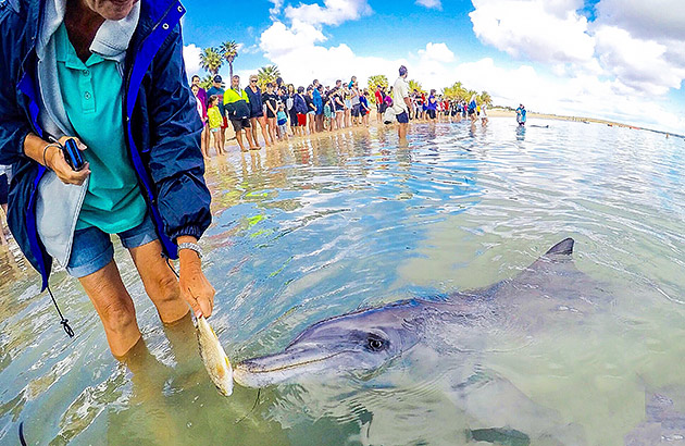 A man feeding a fish to a dolphin at on the beach at Monkey Mia