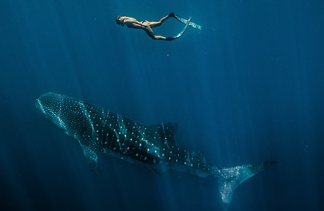 A person swimming with a whale shark off Exmouth