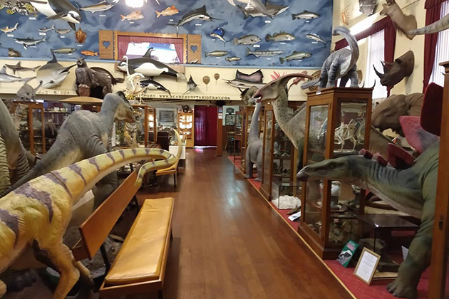 Museum filled with taxidermy animals