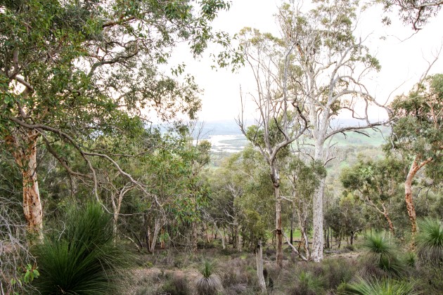 Western Australian bushland at Djidi-Djidi Ridge Reserve in Chittering.