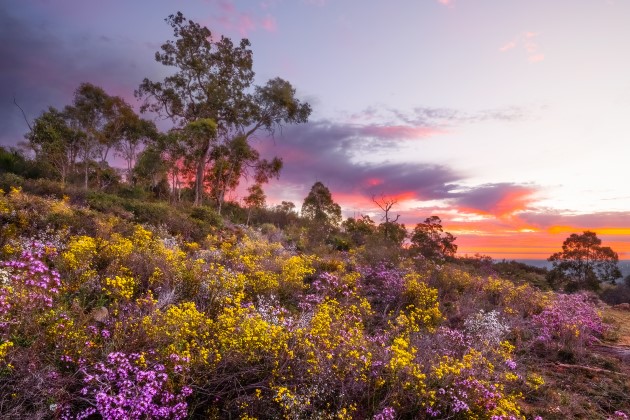 Native wildflowers at sunset on a hill in Korung National Park.
