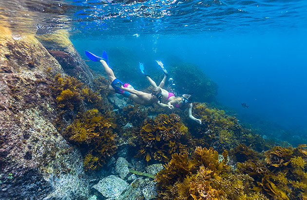 Two people snorkelling among coral