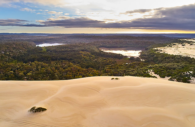Yeagarup's massive sand dunes at the edge of the forest