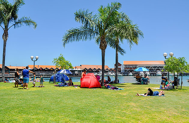 A grassed area with some palms trees near the beachfront