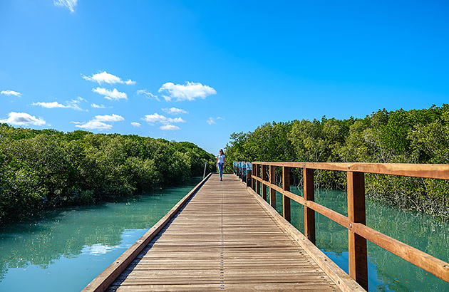 A wooden jetty in a mangrove