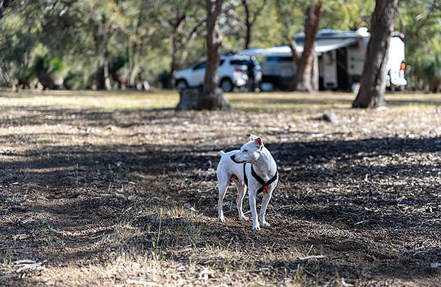 A dog off lead standing in a camping ground