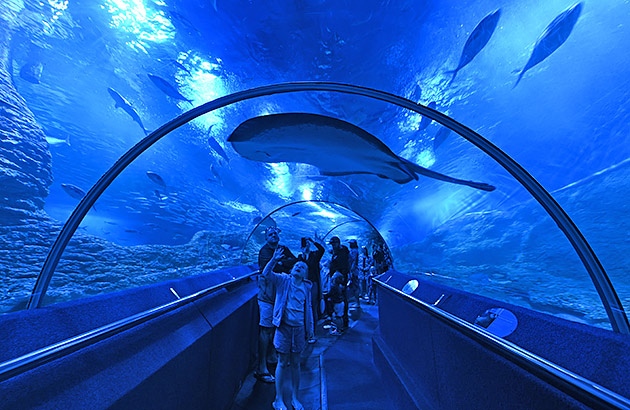 A family looking at sea life in the viewing tunnel at AQWA