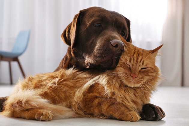 Dog sleeping with a cat on the floor inside