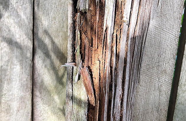 Signs of termite damage on a timber fence