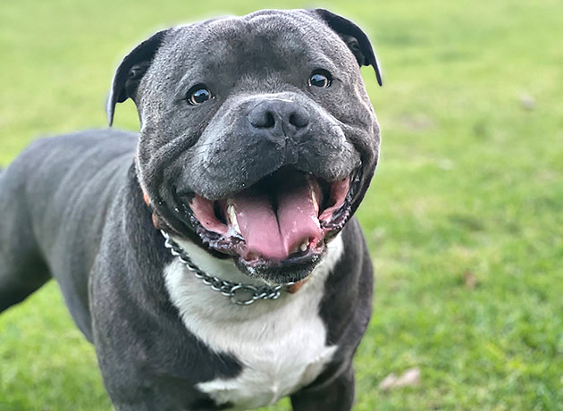 Cliff, a grey and white Staffordshire terrier standing on a lawn