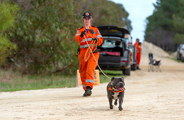 Cliff, a grey and white Staffordshire terrier and his owner Rachael walking in bushland