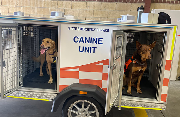 2 dogs in a small, covered trailer