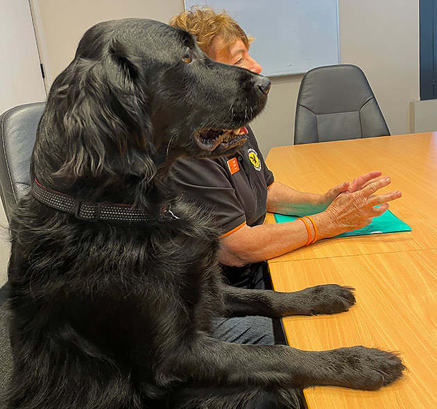 Black flat coat retriever Penny sits at a desk as if interviewing someone