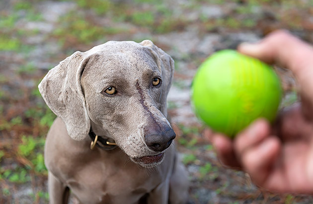 A light grey dog is sitting and staring at a tennis ball