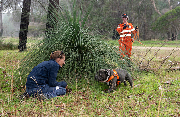 A dog finding a person hiding behind some shrubs in the bush