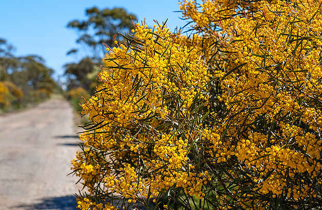 A bright yellow wattle shrub by a roadside
