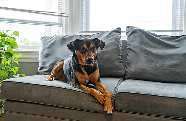 A dog lying on a couch