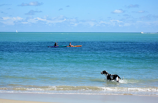 A black and white dog in the water at a beach with two kayakers in the background