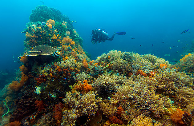 A diver exploring colourful coral