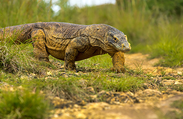 A Komodo dragon