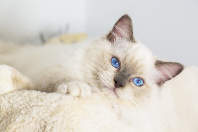 White ragdoll cat lying on white fluffy blanket