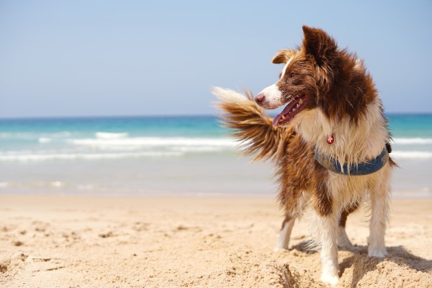 Brown and white border collie playing at the beach