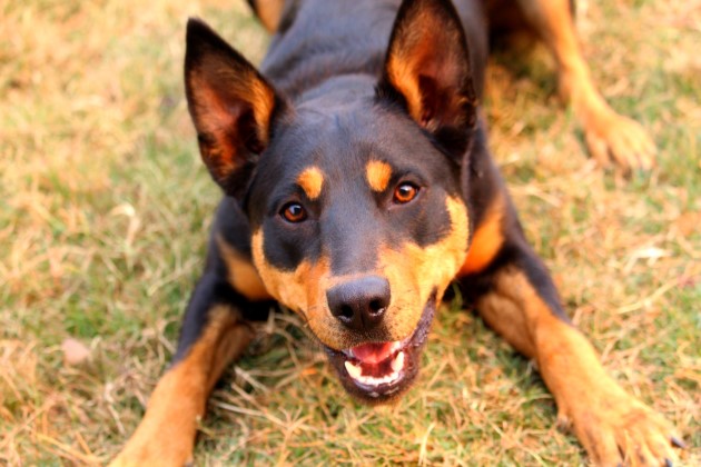 Kelpie dog lying down and looking up smiling at camera