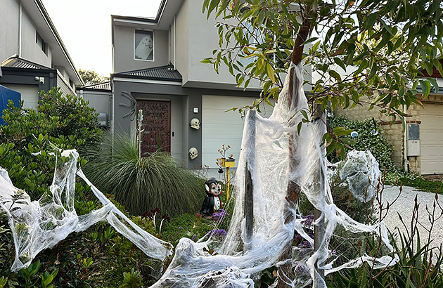 Giant cobwebs draped over trees in a front yard