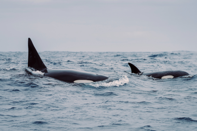 Two Orcas swimming in the ocean