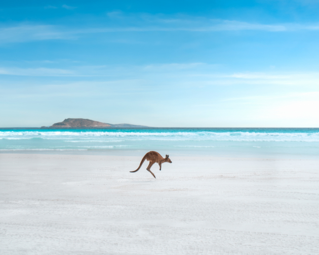 Kangaroo jumping on the white sand of Lucky Bay Beach in Esperance