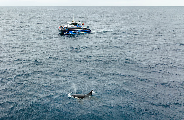 A boat tracks an orca out in the open ocean