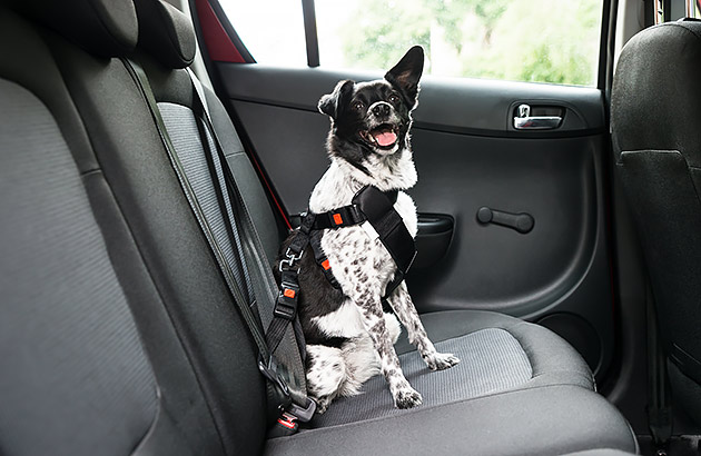 A black and white dog in rear seat of car strapped into a safety harness