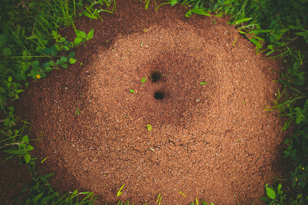 Image of ant nest