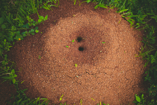 Image d'un nid de fourmis