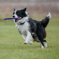  Border Collie playing frisbee