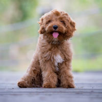 Brown Cavoodle sitting on ground