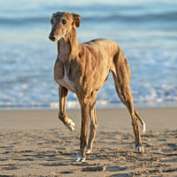 Greyhound standing on the beach